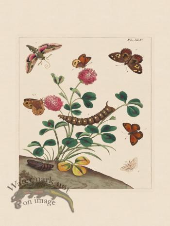 Moses Harris Insects 44